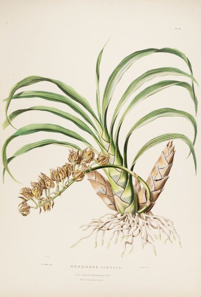 Illustration de Mormodes maculata var. maculata (comme syn. Mormodes pardina) - Augusta Innes Withers